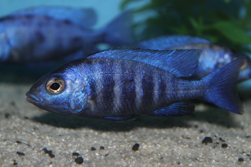 Placidochromis sp. 'phenochilus tanzania'